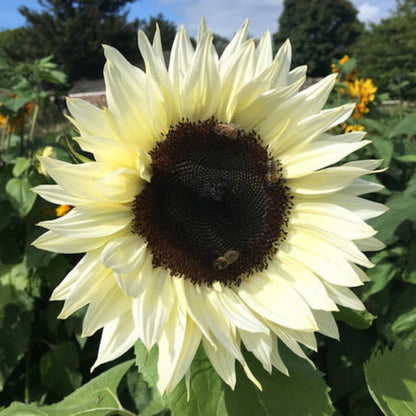 White Nite Sunflower Seeds Rare Sun Flower Seeds