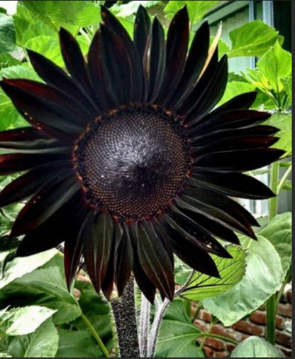 Rare color black sunflower Seeds Plants Garden Planting Colorful Rare Bonsai