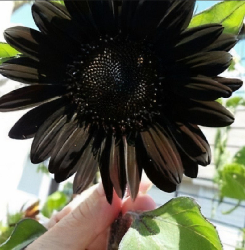 Rare color black sunflower Seeds Plants Garden Planting Colorful Rare Bonsai