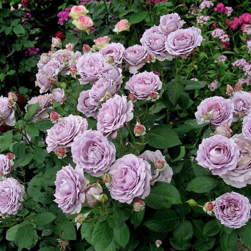 🌹The Best of the Blue-Purple Roses💙💜Novalis Rose Seeds