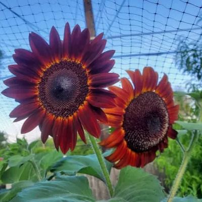 Sunflower - Crimson Peach Sunflower seeds