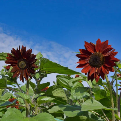 Sunflower - Crimson Peach Sunflower seeds