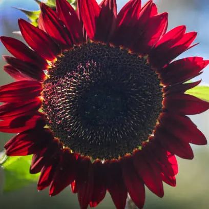 Sunflower - Crimson Peach Sunflower seeds