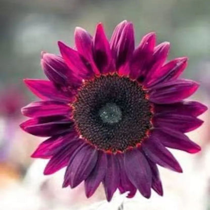 Purple Giant Sunflower Seeds Sun Flower Rare Plant Garden