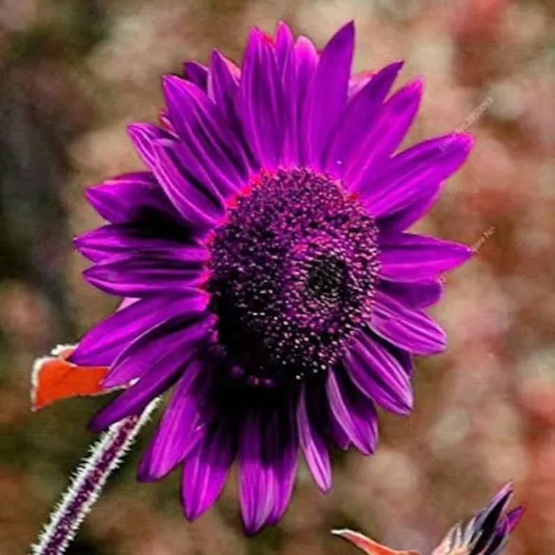 Purple Giant Sunflower Seeds Sun Flower Rare Plant Garden