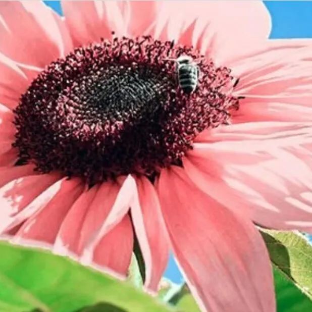 Pink Sunflower Beautiful Gorgeous Colour Shine Rare Flowers