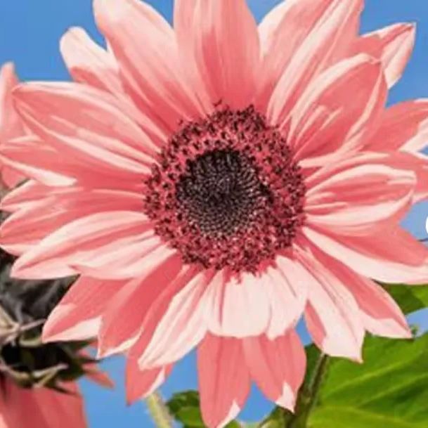 Pink Sunflower Beautiful Gorgeous Colour Shine Rare Flowers