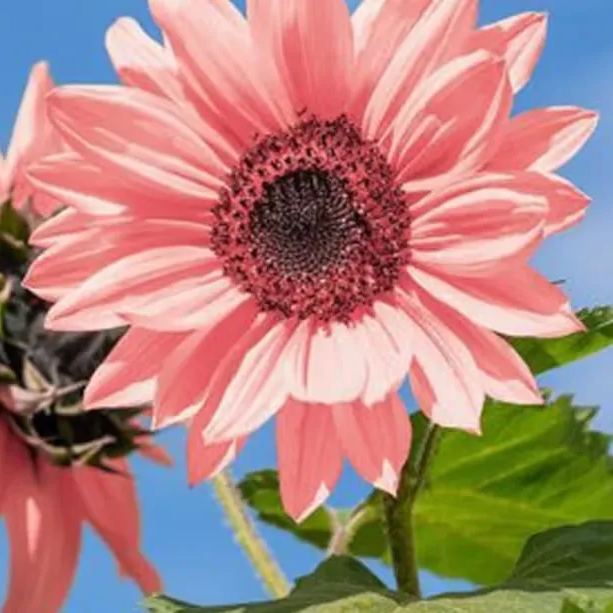 Pink Sunflower Beautiful Gorgeous Colour Shine Rare Flowers