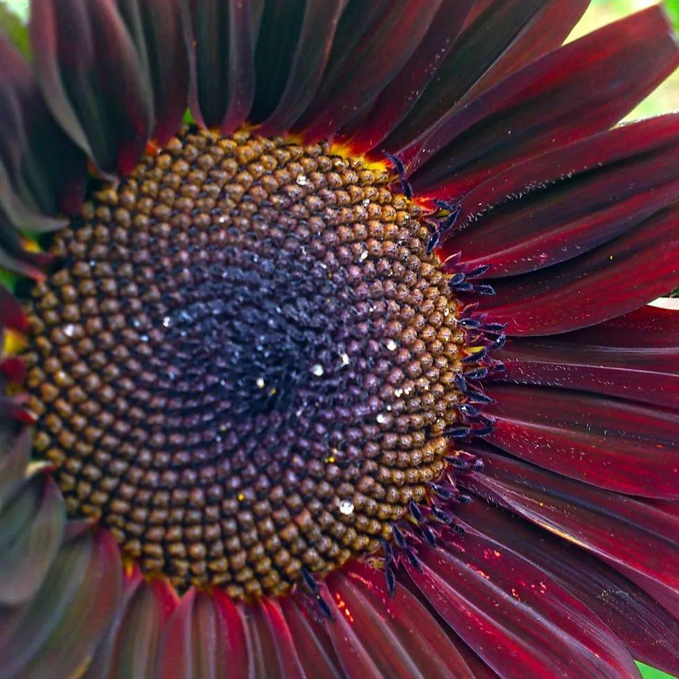 Red Sunflower Seeds, beautiful colors, fun and easy to grow, gift idea, birthday present, fast shipping