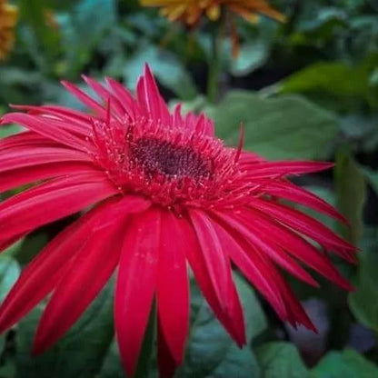 Red Sunflower Seeds, beautiful colors, fun and easy to grow, gift idea, birthday present, fast shipping