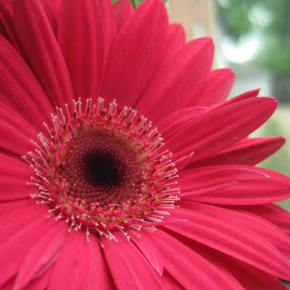 Rare Dark Pink Sunflower Beautiful Gorgeous Colour Shine Rare Flowers