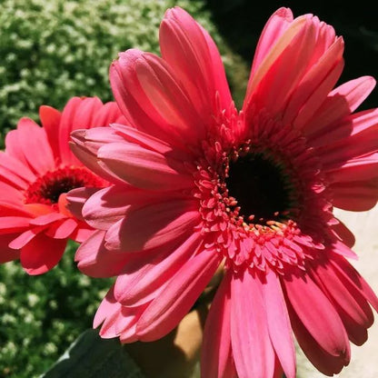 Rare Dark Pink Sunflower Beautiful Gorgeous Colour Shine Rare Flowers