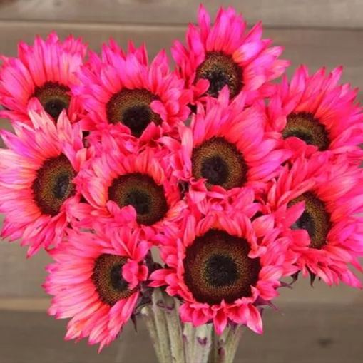 Rare Dark Pink Sunflower Beautiful Gorgeous Colour Shine Rare Flowers