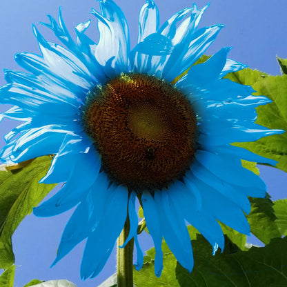 🌻🌻Special Rare Color Bright Blue Sunflower Seeds Garden Grown Colorful Rare Bonsai Ships from California