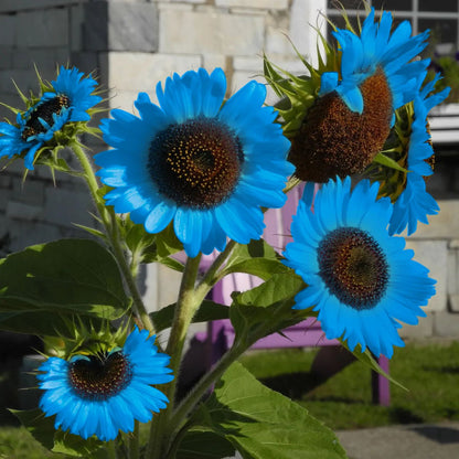 🌻🌻Special Rare Color Bright Blue Sunflower Seeds Garden Grown Colorful Rare Bonsai Ships from California