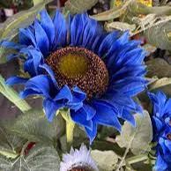 🌻🌻Special Rare Color Dark Blue Sunflower Seeds Garden Grown Colorful Rare Bonsai Ships from California