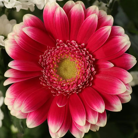 💫 50% OFF 🎉 10 kinds of bright gerbera flower seeds