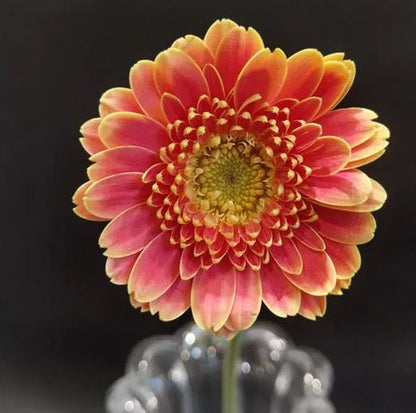 💫 50% OFF 🎉 10 kinds of bright gerbera flower seeds