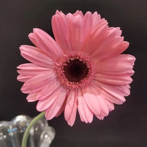 💫 50% OFF 🎉 10 kinds of bright gerbera flower seeds