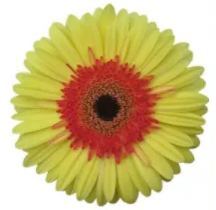 💫 50% OFF 🎉 10 kinds of bright gerbera flower seeds