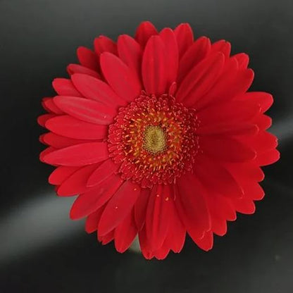 💫 50% OFF 🎉 10 kinds of bright gerbera flower seeds