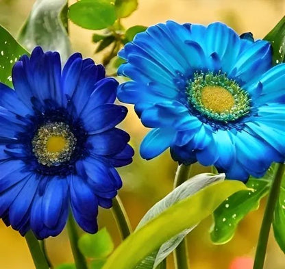 💫 50% OFF 🎉 10 kinds of bright gerbera flower seeds