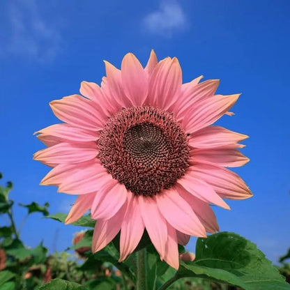 Pink Sunflower Beautiful Gorgeous Colour Shine Rare Flowers