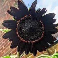 Rare color black sunflower Seeds Plants Garden Planting Colorful Rare Bonsai