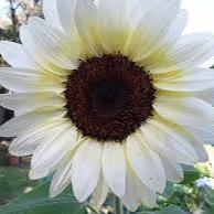 White Nite Sunflower Seeds Rare Sun Flower Seeds