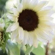 White Nite Sunflower Seeds Rare Sun Flower Seeds