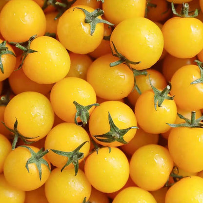 💥Hot Selling💛Yellow Cherry Tomato Seeds