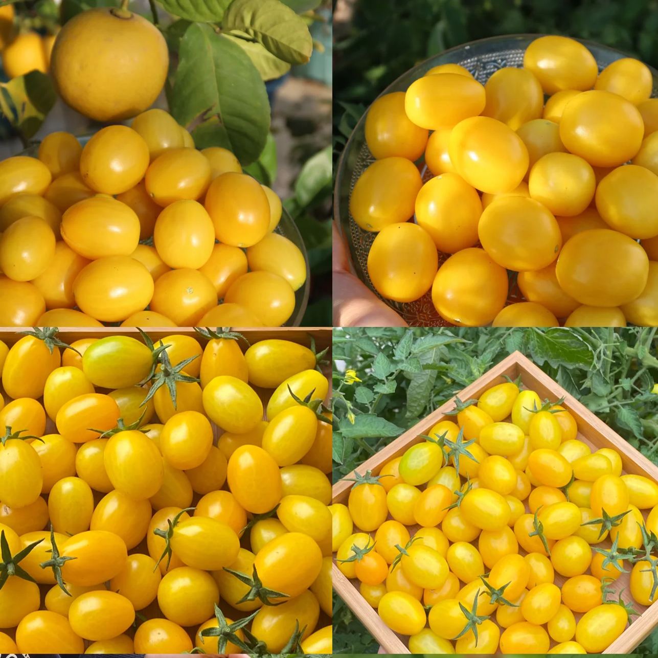 💥Hot Selling💛Yellow Cherry Tomato Seeds