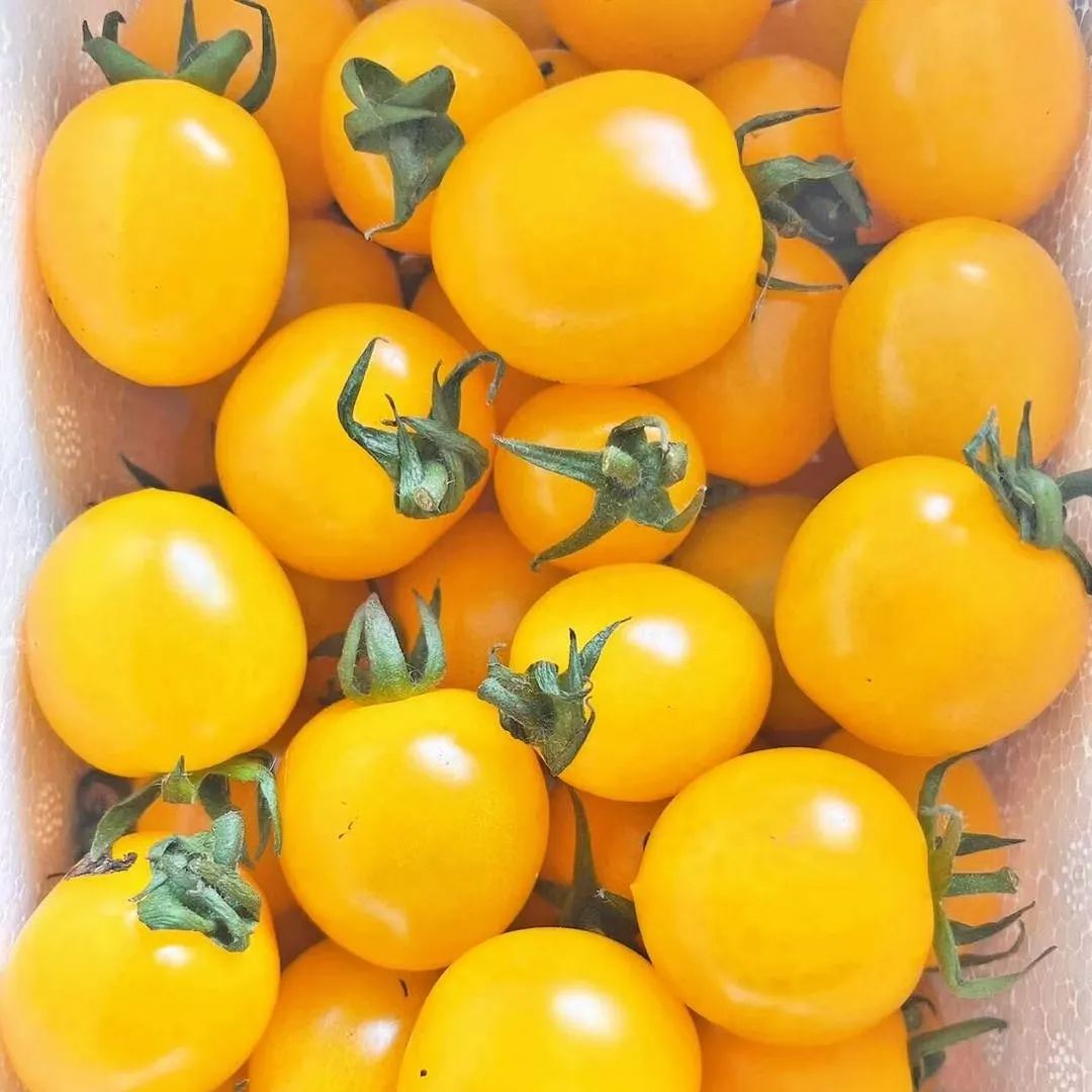 💥Hot Selling💛Yellow Cherry Tomato Seeds