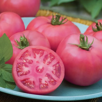 🩷🍅Tomato Brandywine Pink Seeds