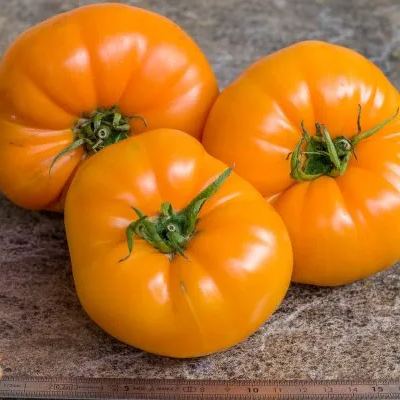 💥🍅Heirloom Tomato-Four-Color Horseshoes Mixed Seeds