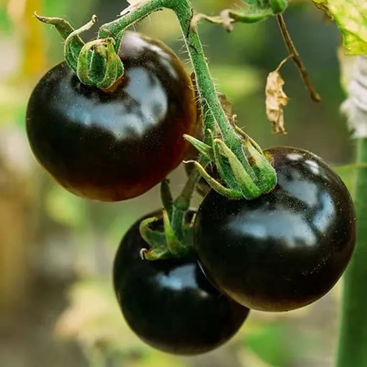 💜🍅Super-Yielding Purple Tomatoes-Purple Boy