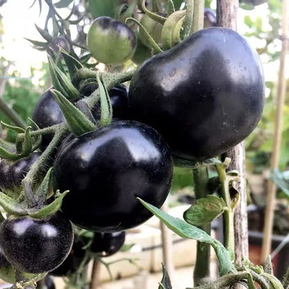 💜🍅Super-Yielding Purple Tomatoes-Purple Boy