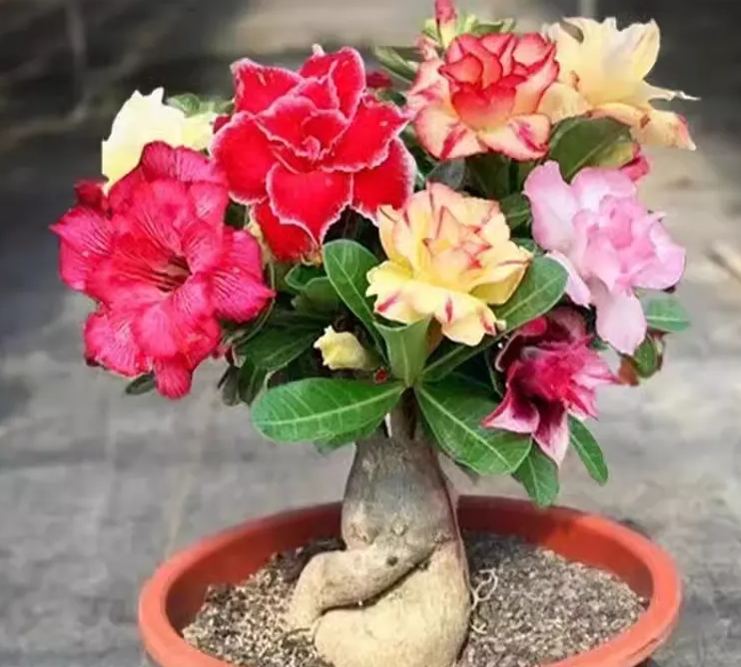 Mixed Color Desert Rose Seeds