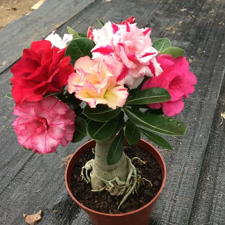 Mixed Color Desert Rose Seeds