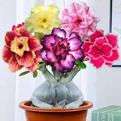 Mixed Color Desert Rose Seeds