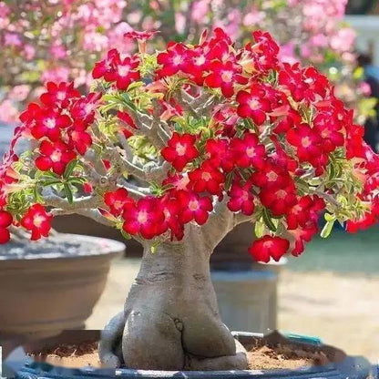 Bright Red🌹Desert Rose Seeds