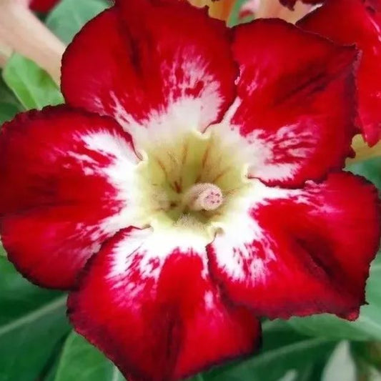 Bright Red🌹Desert Rose Seeds