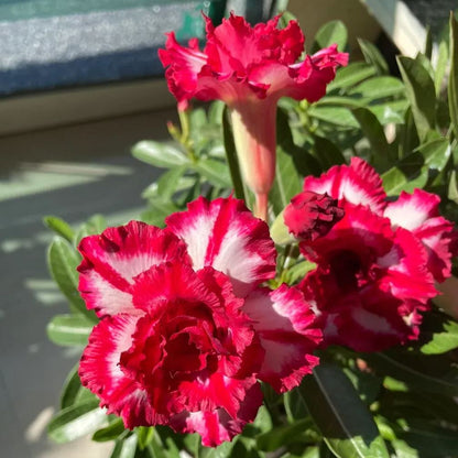 Bright Red🌹Desert Rose Seeds