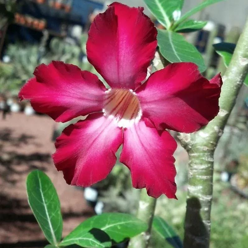 Bright Red🌹Desert Rose Seeds