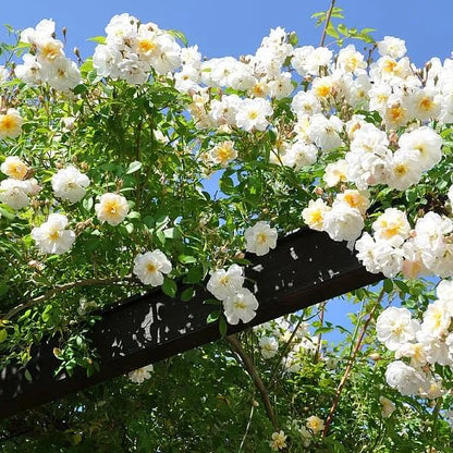 56% OFF✨100 Pcs Rare Climbing Rose Seeds🌹