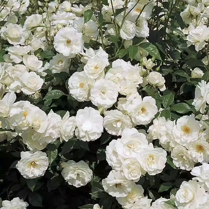 56% OFF✨100 Pcs Rare Climbing Rose Seeds🌹