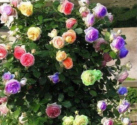 56% OFF✨100 Pcs Rare Climbing Rose Seeds🌹