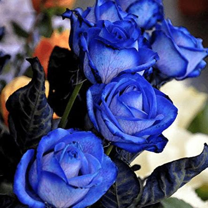 💥53% OFF 💙Blue Enchantress Mix Blue Rose Seeds✨