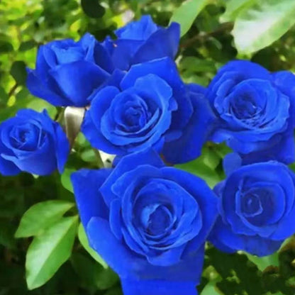 💥53% OFF 💙Blue Enchantress Mix Blue Rose Seeds✨