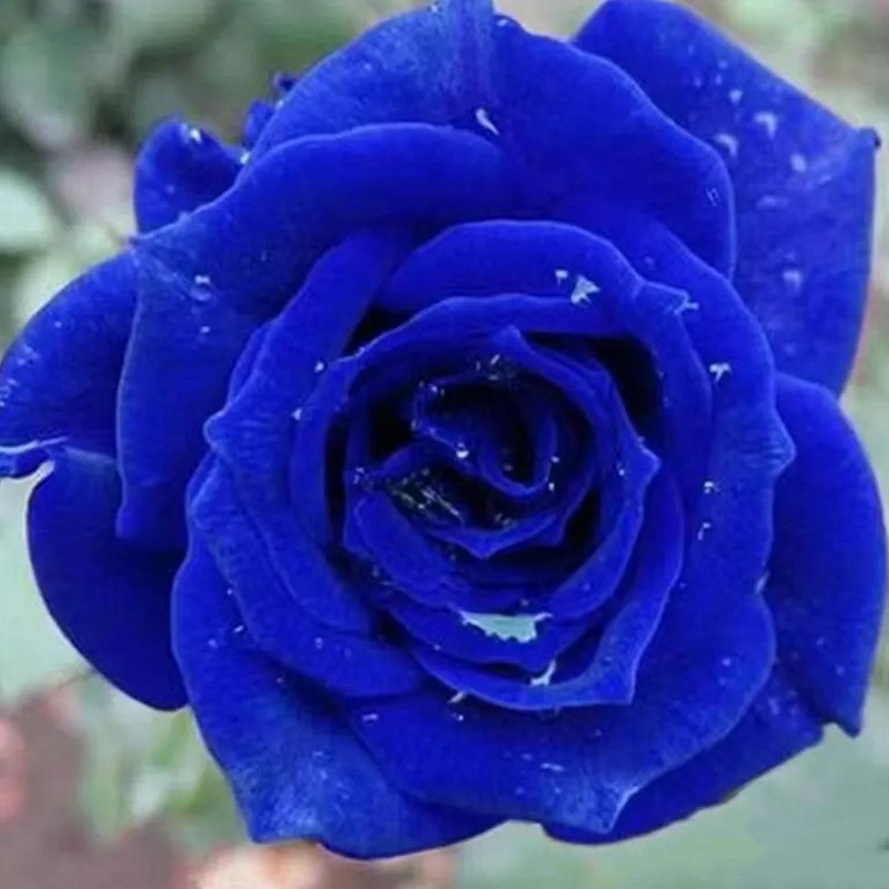 💥53% OFF 💙Blue Enchantress Mix Blue Rose Seeds✨